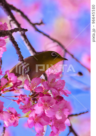 【京都府】3月・淀の河津桜とメジロ 【京都府】3月・淀の河津桜とメジロ 96645580