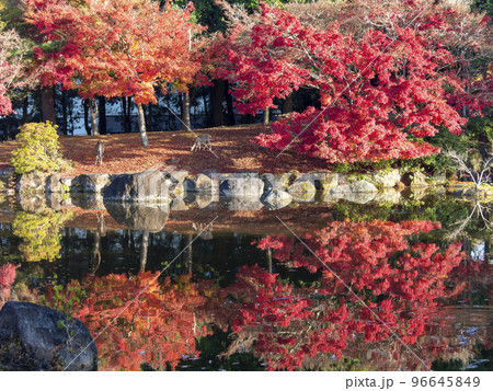 奈良公園三社託宣池の紅葉と鹿 奈良公園三社託宣池の紅葉と鹿 96645849