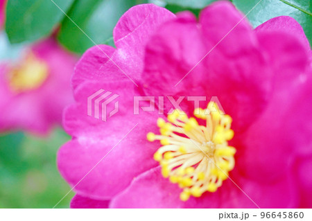 サザンカ 96645860