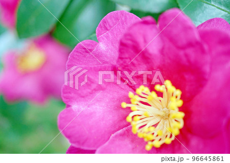 サザンカ サザンカ 96645861