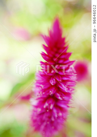 ケイトウ 96646012