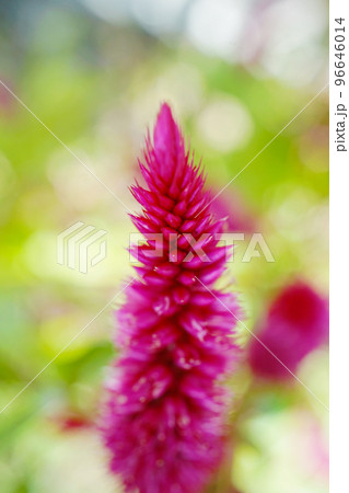 ケイトウ 96646014