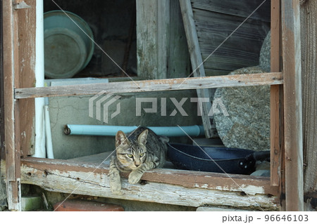 誰も住まなくなった家で暮らす島猫 96646103