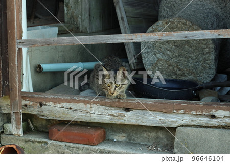 誰も住まなくなった家で暮らす島猫 96646104