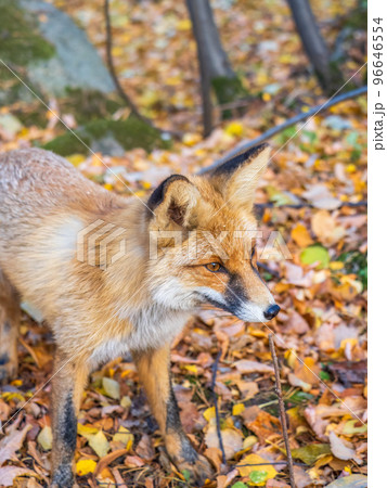 Close up of the muzzle of the red fox Vulpes vulpes in the autumn forest. Close up of the muzzle of the red fox Vulpes vulpes in the autumn forest. 96646554