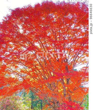 真っ赤な紅葉 真っ赤な紅葉 96646630