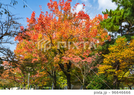 大阪市旭区の城北公園の紅葉 96646666