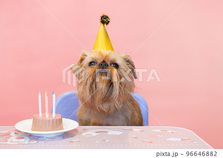 Cute dog Brussels Griffon celebrates birthday with cupcake and oatmeal 96646882
