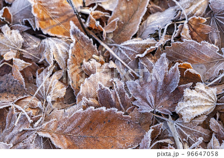 カラフルな野草・落葉に降りた霜（恩原湖周辺） 96647058