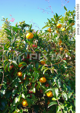 雑草に覆われるミカンの木 雑草に覆われるミカンの木 96647080