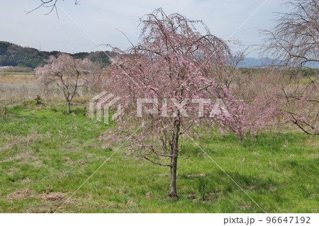 しだれ桜 96647192