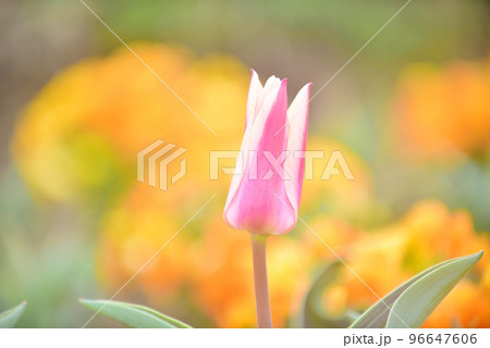 オレンジ色のチューリップ畑 異色の花 オレンジ色のチューリップ畑 異色の花 96647606