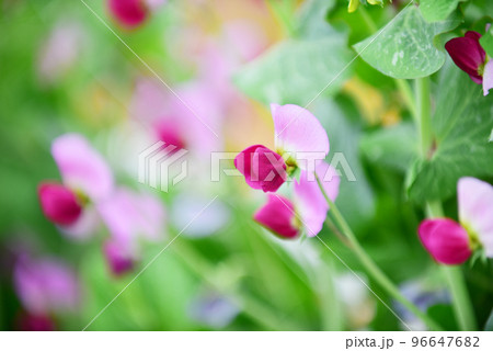 えんどう豆の畑 えんどう豆の畑 96647682