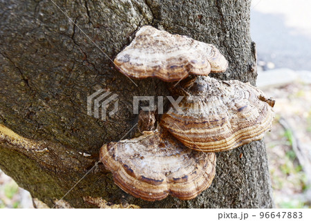 木の幹に生えたサルノコシカケ 木の幹に生えたサルノコシカケ 96647883