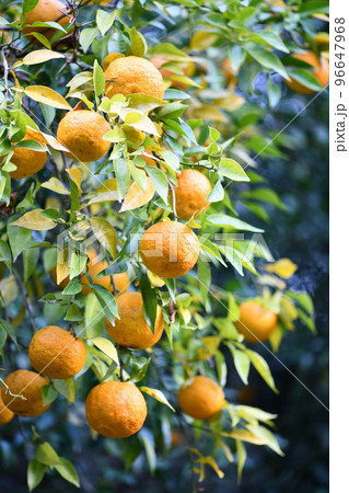 完熟のユズ（柚子） 96647968