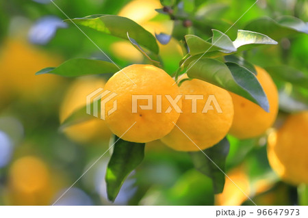 収穫間近のゆずの実 収穫間近のゆずの実 96647973