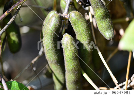 ムクナ豆の果実 96647992