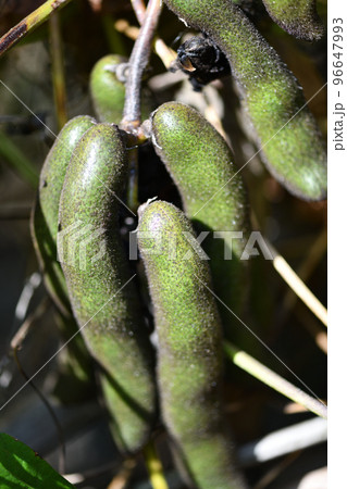 ムクナ豆の果実 ムクナ豆の果実 96647993