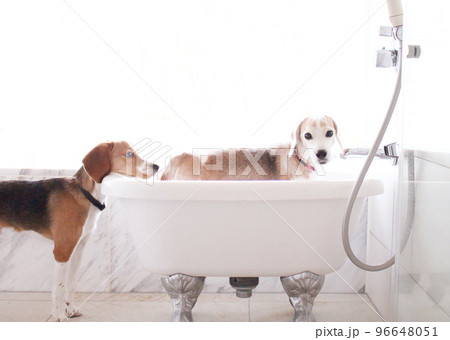 バスルームで仲良しのビーグル犬 96648051