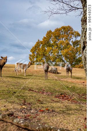 奈良県　若草山山頂 96648053