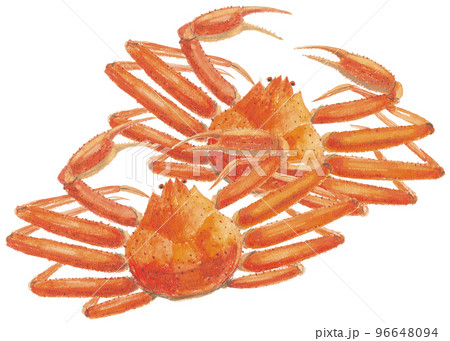 ズワイガニ　楚蟹 96648094