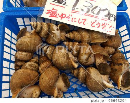 シロバイ エッチュウバイ 貝 海鮮市場 新鮮 食材 シロバイ エッチュウバイ 貝 海鮮市場 新鮮 食材 96648294