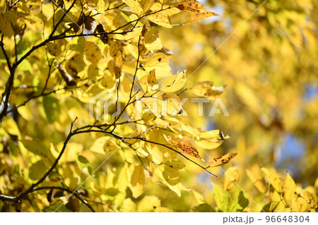 エノキ（榎）の紅葉・黄葉 96648304