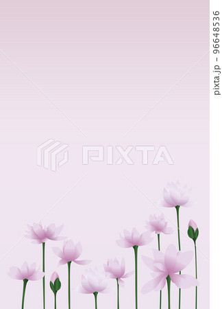 咲き誇る蓮の花 96648536
