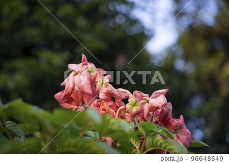 Close-up Focus Pink Dona Queen Sirikit flower on the garden tree branch 96648649
