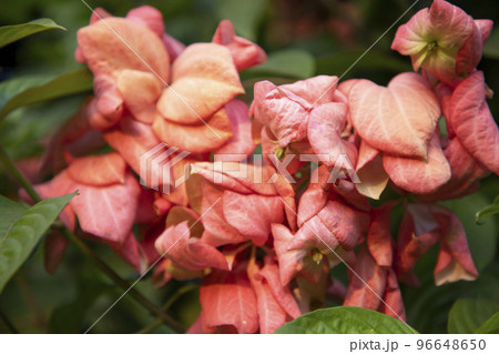 Close-up Focus Pink Dona Queen Sirikit flower on the garden tree branch 96648650