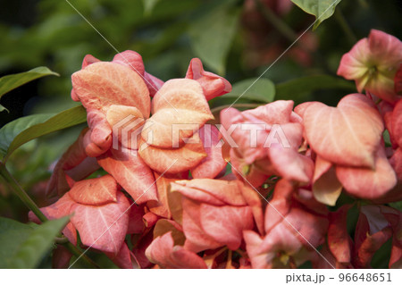 Close-up Focus Pink Dona Queen Sirikit flower on the garden tree branch 96648651