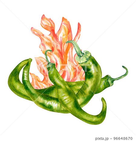 Green chili hot peppers on fire watercolor illustration isolated on white background. 96648670