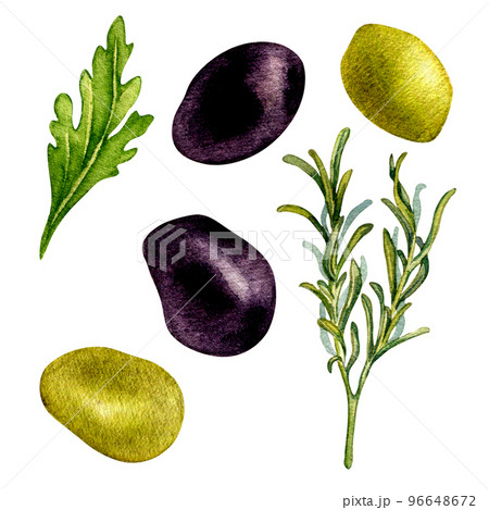 Set of green and black olives, fresh herbs watercolor illustration isolated on white background. 96648672
