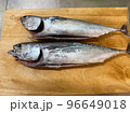 釣れたカツオ 96649018