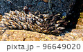 カメノテ 96649020