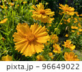 黄色い花 96649022