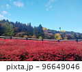 紅葉の木々の下に敷かれた真っ赤な絨毯 96649046