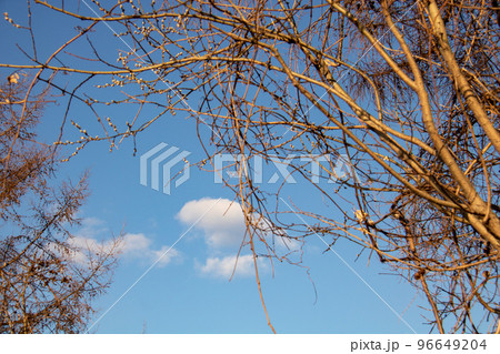 早春の青空と芽吹き始めた木立 早春の青空と芽吹き始めた木立 96649204