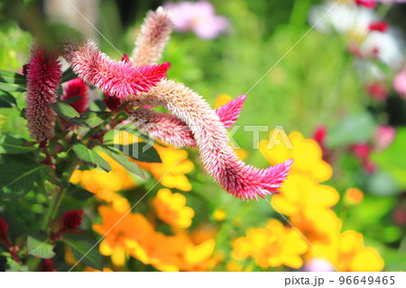 細長い鶏頭(ケイトウ)の花 細長い鶏頭(ケイトウ)の花 96649465