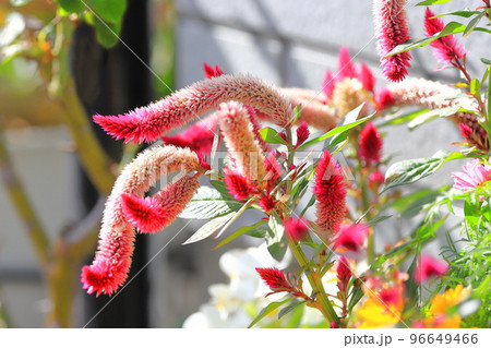 細長い鶏頭(ケイトウ)の花 細長い鶏頭(ケイトウ)の花 96649466