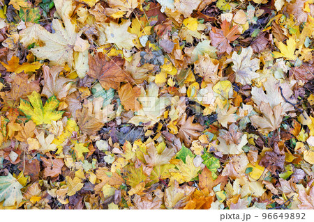 Autumn background and texture of fallen yellow leaves in the forest. Autumn background and texture of fallen yellow leaves in the forest. 96649892