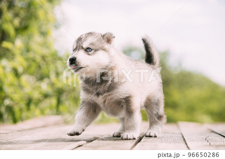 Four-week-old Husky Puppy Of White-gray Color Sitting On Wooden Ground And Licks Its Lips 96650286