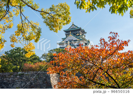 【紅葉】秋の大阪城公園【大阪城天守閣】 96650316