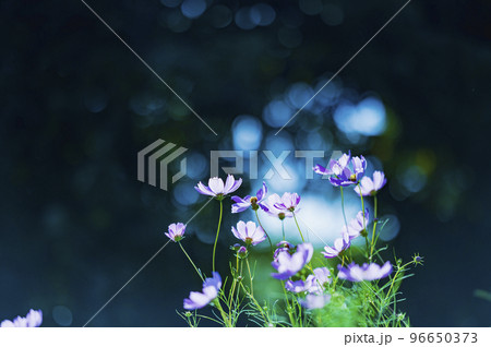 コスモスの花 96650373