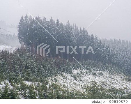 Winter forest in the Carpathians 96650379