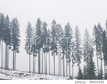 Winter forest in the Carpathians 96650382