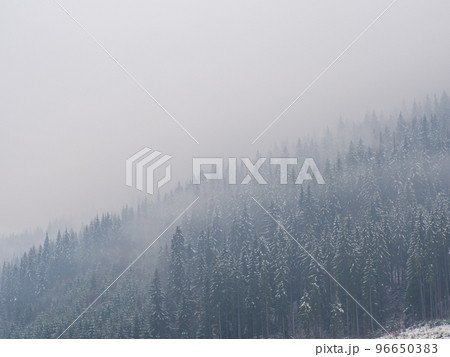 Winter lake and forest in the Carpathians 96650383