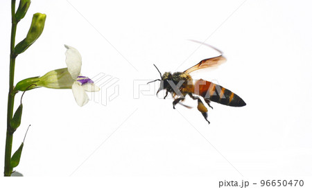 Giant honey bee seeking nectar on white Chinese violet or coromandel or creeping foxglove ( Asystasia gangetica ) blossom in field isolated on white background, Pollen dust on the insect's head 96650470