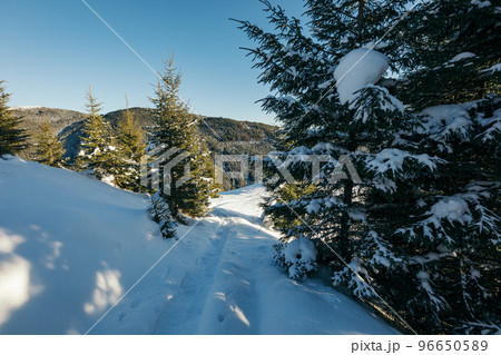A close up of a snow covered forest 96650589