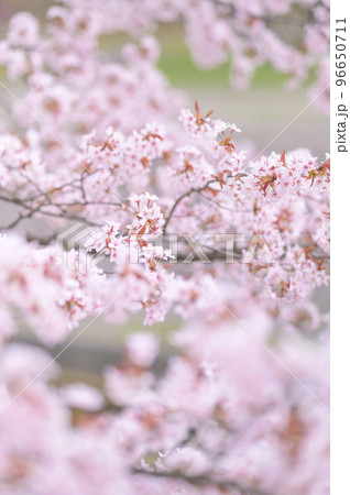 満開の桜(シネマティック動画との同時撮影) 満開の桜(シネマティック動画との同時撮影) 96650711